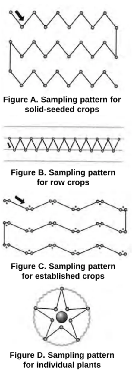 Figure A. Sampling pattern for  solid-seeded crops 