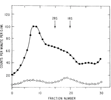 FIG. 7.pared,lyzedchondrialbeeninterferon3H-SFV Analysis of RNA extracted from the mito- fraction of 3H-SFV-infected cells which had treated with interferon