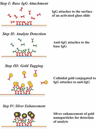 Figure 2.1 Schematic of the sandwich immunoassay depicting the sequential 