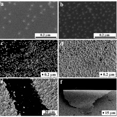 Figure 2.4 SEM images of samples containing ~12-nm gold particles deposited 