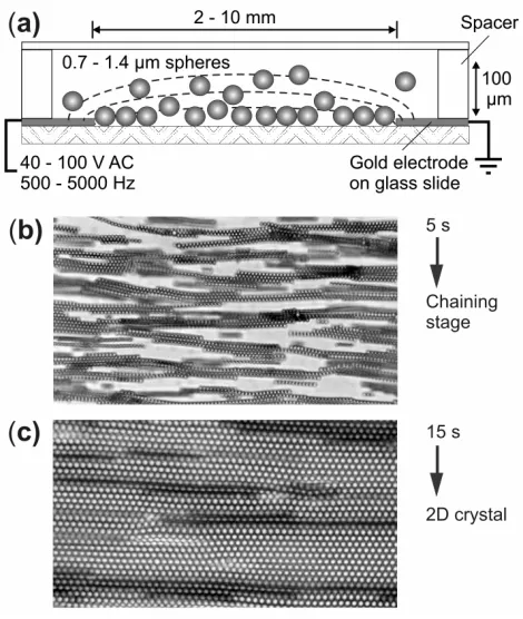 Figure 1.7. Dielectrophoretic assembly of latex spheres into 2D colloidal crystals. (b) Optical micrograph taken during the initial rapid particle chaining stage