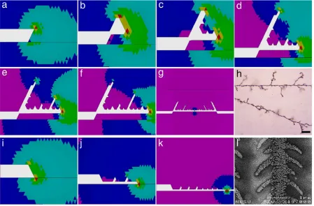 Figure 2.6. Snapshots of the simulation process at various growth stages for both bulk and termination, (f) the first branch stops growing, (g) short circuit of the wires growing from surface microwire assembly compared with actual experimental images