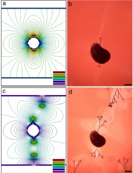 Figure 2.7. Electrostatic calculations around conductive objects compared with experimental images: (a) electric field intensity in the presence of a conductive island between planar (c) electrostatics calculations for wires growing from the island and fro