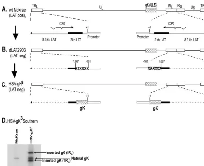 FIG. 1. Construction and structure of the HSV-gK3prototypic orientation. TRrectangle represents the very stable 2-kb LAT