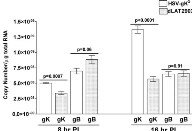 FIG. 2. gK and gB transcriptions in infected RS cells. Subconﬂuent RS cell monolayers in quadruplicate were infected with 10 PFU/cell of HSV-gK3or dLAT2903 for 8 and 16 h