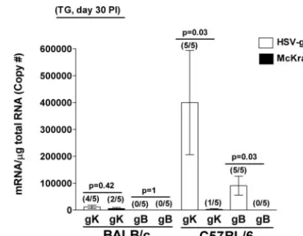 FIG. 7. CS in C57BL/6 mice is CD8�Methods. Mock control mice were depleted with irrelevant monoclonalantibody
