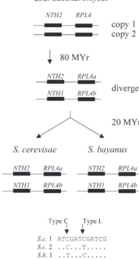Figure 4.—Gene lineages and patterns of nucleotide substi-tution. The evolutionary lineages of thegenes are shown