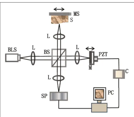 Figure 2.Experimental configuration of sine-modulated full-range complex spectral OCT.BLS: broadband light source; L: lens; BS: beam splitter; S: sample; MS:moving stage; M: mirror; C: closed-loop controller; SP: spectrometer;PZT: lead zirconate titanate stack actuator.