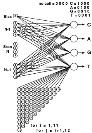 Figure 1. Single layer neural network  with higher order input terms for  signal conditioning data from an automated  DNA  sequencer.