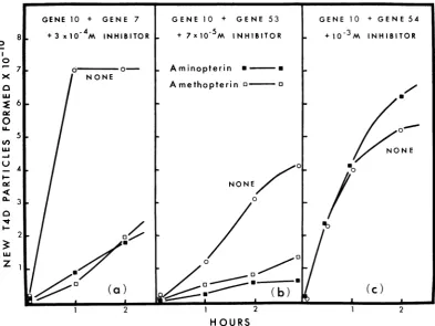FIG. 10.B made Inhibition by aminopterin and amethopt~erin of in vitro complementationz between extracts of E