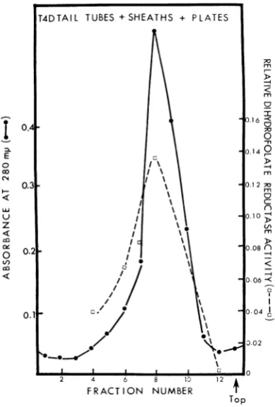 FIG.2.plussolutionsubstructureeachandmetricandactivity.withto zonal Sedimentation properties of the T4Dtail consisting of thetail tube plus sheath plate and its associated dihydrofolate reductase The purified tail substructure was subjected centrifugation(