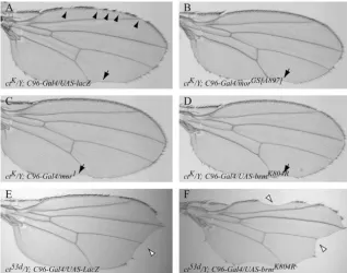 Figure 5.—The Brahma complex interactsgenetically with cut during wing-margin de-