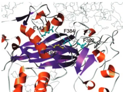 Figure 3.—Compensatory mutations of G1423C mappedto residues in the F protein structure