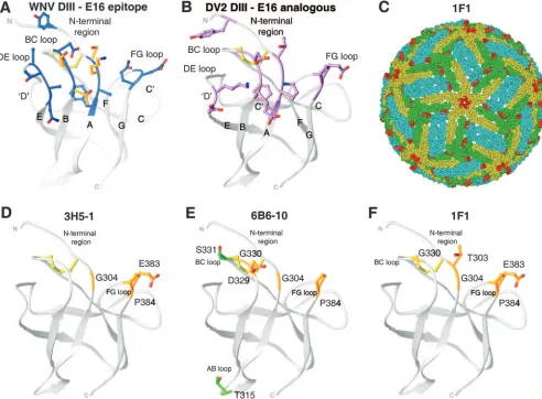 FIG. 2. DIII lateral ridge antibody epitope. The structures of WNV and DENV-2 DIIIs are shown, with identiﬁcation of binding sites of type-speciﬁcneutralizing antibodies