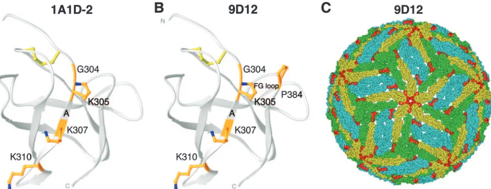 FIG. 3. DIII amino acid sequence alignment. The sequence and secondary structure of DIII from the DENV-2 (strain 16681) E protein arealigned with those for DENV-1 (strain 16007), DENV-3 (strain 16652), DENV-4 (strain 1036), and WNV (New York 1999)