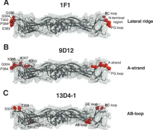 FIG. 5. DIII AB loop epitope. The structure of DENV-2 DIII is shown, with identiﬁcation of binding sites of poorly neutralizing antibodies.(A and B) Structure of DENV DIII, with amino acid residues that signiﬁcantly affect binding of the poorly neutralizing MAbs E111 (A) and 13D4-1