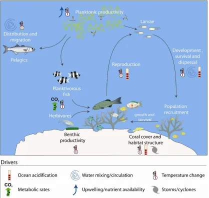 Figure 1. The potential impacts of climate change on populations and communities of tropical coastal fishes will depend on complex interactions between changes in the physical environment (e.g