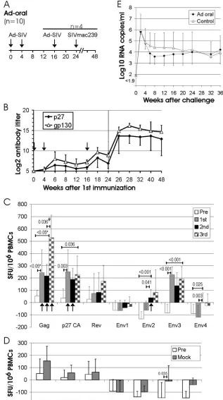 FIG. 2. Adenoviral vector immunization by the tonsillar route. (A) Experimental outline