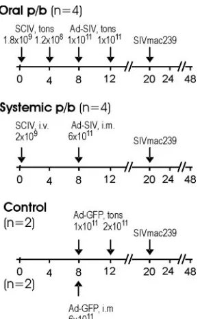 FIG. 3. Prime-boost (p/b) immunization with viral vector vaccines.The different treatment groups and number of animals per group are