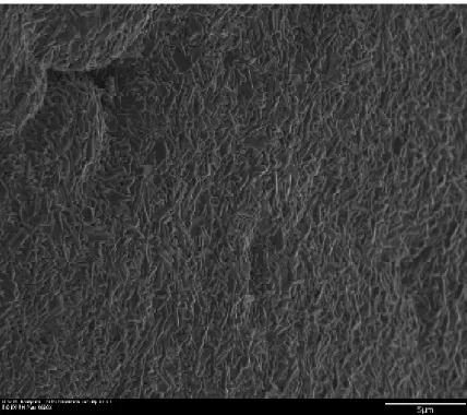 Fig. 35. SEM image of nanochips densely covering the probe surface. 