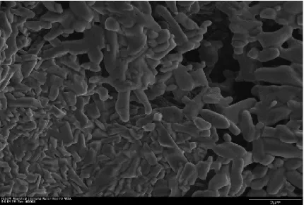 Fig. 36. Magnified SEM image of nanochips showing their random shapes without specific 