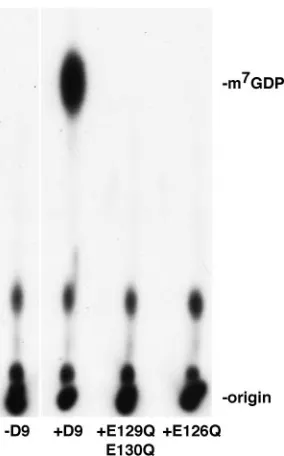 FIG. 4. The Nudix motif of VACV D9 is required for mRNA capcleavage. Mutations were generated in the conserved divalent cation