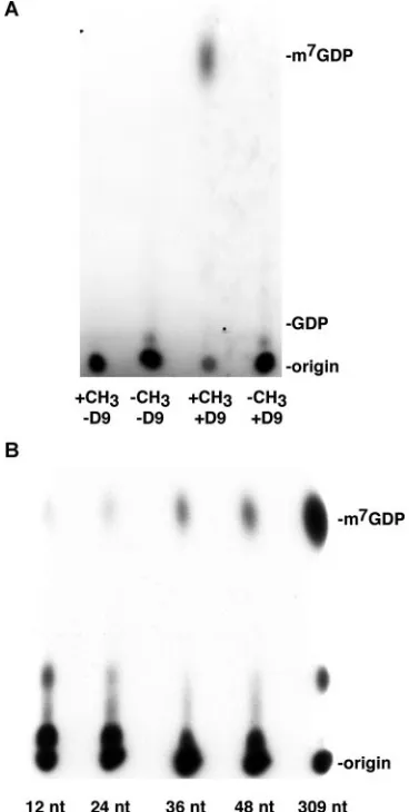 FIG. 6. D9 decapping activity is inhibited by uncapped RNA. Un-capped, unlabeled 309-nt actin RNA was added in increasing amounts