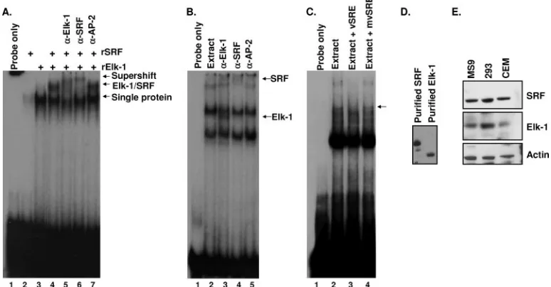 FIG. 1. Elk-1 and SRF form a ternary complex on DNA. (A) EMSA using a SRF (rSRF) (lane 2), recombinant Elk-1 (rElk-1) (lane 3), or rElk-1 and rSRF (lanes 4 to 7)