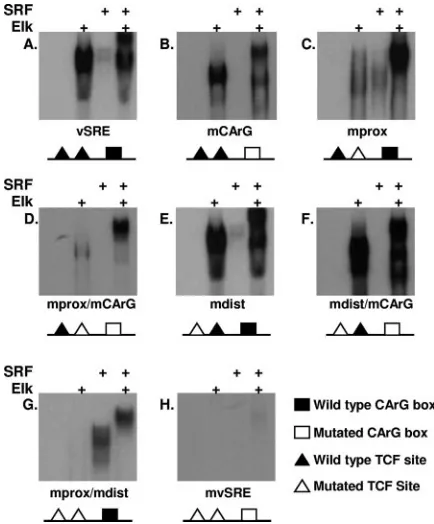 FIG. 2. Elk-1 binds to both TCF sites in the vSRE. probes corresponding to wild-type vSRE (A), mutations in the CArGbox (mCArG) (B), mutations in the proximal TCF (mprox) (C), mu-tations in the proximal TCF and CArG box (mprox/mCArG) (D),mutations in the d