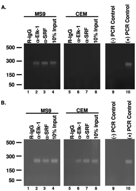 FIG. 4. Elk-1 and SRF activate the HTLV-1 LTR. 293 cells weretransfected with reporter plasmids containing either the wild-type LTR