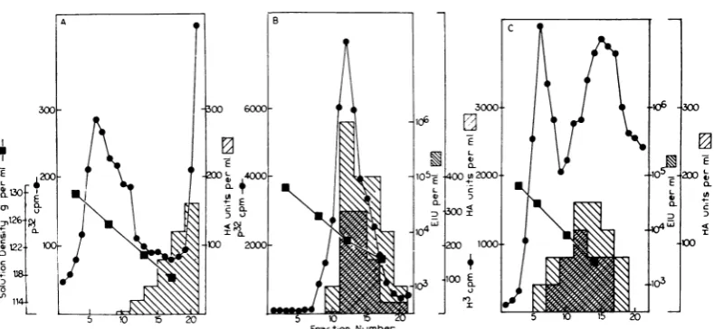 FIG. 6.peraturerectlyafterviruswiththird Comparison of nucleocapsid from cells, nucleocapsid from virus, and intact virus