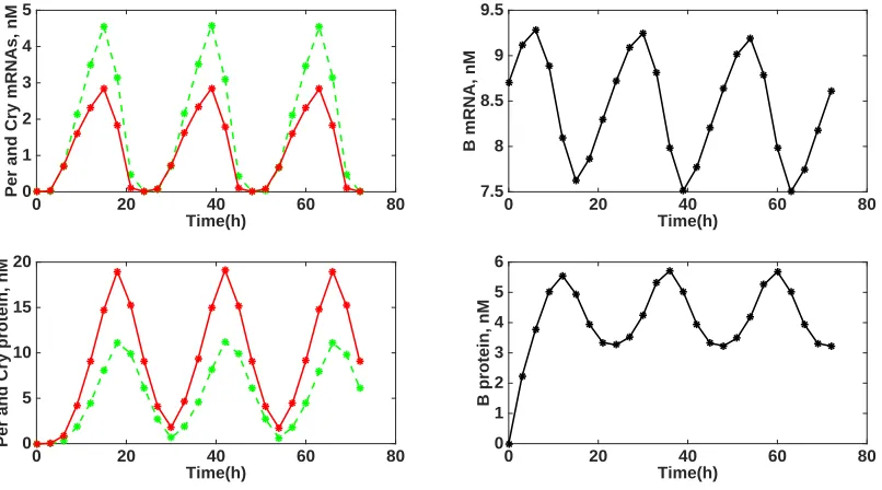 Figure 1: The forward solution of the circadian model for the Perand BMAL1 (B) proteins from 0-72 hours with the observation frequency equal to 3 hours
