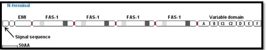 Fig. 1: Structure of periostin. POSTN protein sequence showing the signal 