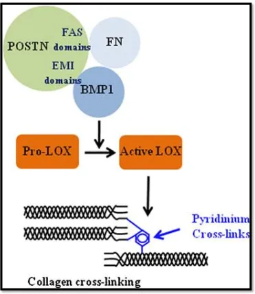 Fig. 3: Periostin is a key regulator of collagen cross-linking. POSTN binds 