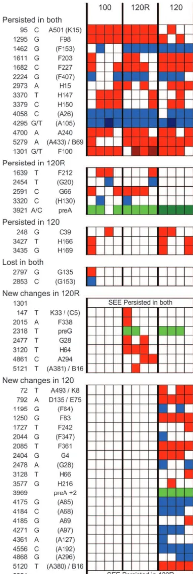 Figure 5.—Changes seen in the four isolates of day 100,day 120, and day 120R of the replicate evolution initiated withthe four day 100 isolates