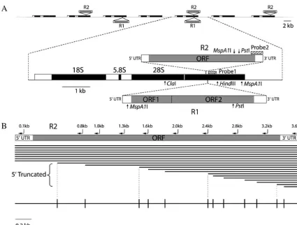 Figure 1.—The rDNA locus and its R1 and R2 insertions. (A) The rDNA locus ofhorizontal line represents the length of a full-length R2 and vertical lines represent the different 5data in Table 1