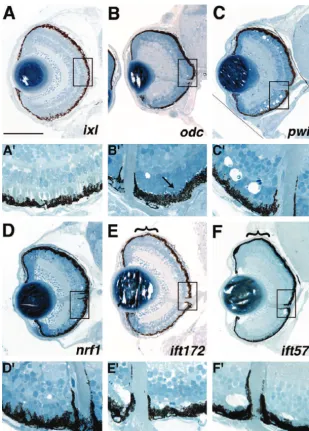 Figure 6.—Mutants with defects in the forma-tion and/or maintenance of the photoreceptor