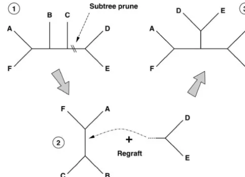 Figure 1.—Subtree prune and regraft operator applied tosubtree by selecting and subdividing a preexisting branch ina six-taxon tree