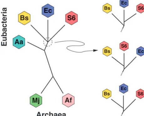 Figure 3.—Species tree relating six prokaryotes. SpeciesArchaeoglobus fulgidusare: Aquifex aeolicus(S6),Ec, S6, and Bs is under debate, leading to three possible (Aa), Escherichia coli (Ec), Synechocystis 6803 Bacillus subtilis (Bs), Methanococcus jannasch