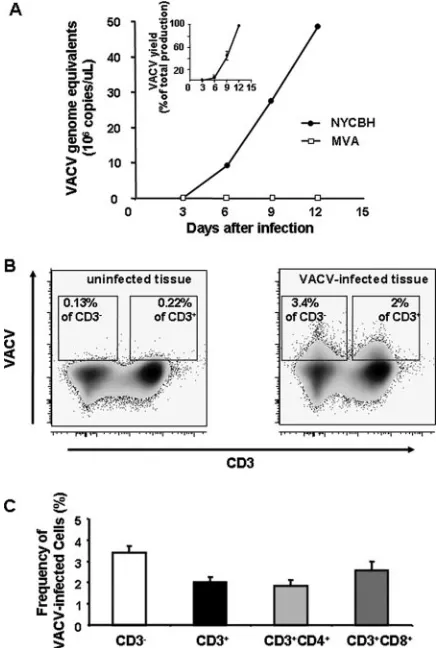 FIG. 2. Preferential depletion of the CD4�VACV-inoculated ex vivo-cultured human lymphoid tissues