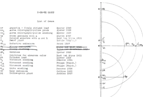 Figure 4.—Linkage group 9 and Rainbow map as of April 12, 1929 (after Emerson 1929; excerpted from E