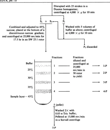 FIG. 1. Flow diagram of the purification procedure used to obtain smooth membranes (2).