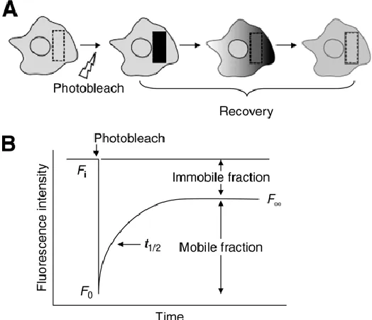 Figure 1.4. Schematic representation of a confocal FRAP experiment whereby a select area of molecules is irreversibly photobleached and the diffusion of adjacent fluorescence molecules is monitored over time (A)