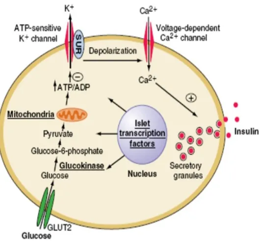 Fig-1 MECHANISM OF INSULIN SECRETION IMAGE COURTESY: RESEARCHGATE.NET 