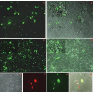 TABLE 1. Expression of the GFP transgene by d109in different cell typesa