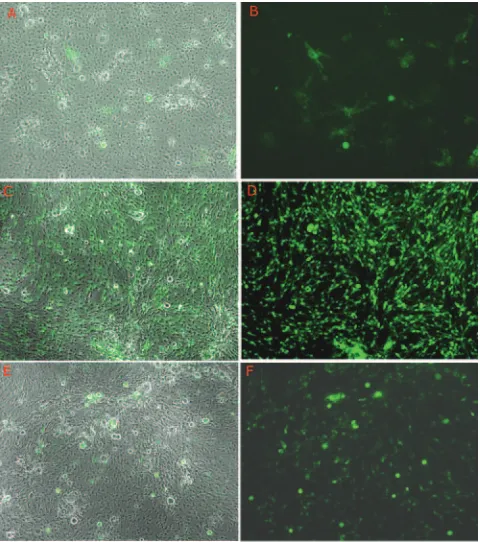 FIG. 4. Derepression of d109 by TSA and d105 in Vero cells.Monolayers of Vero cells were infected with d109 at an MOI of 10