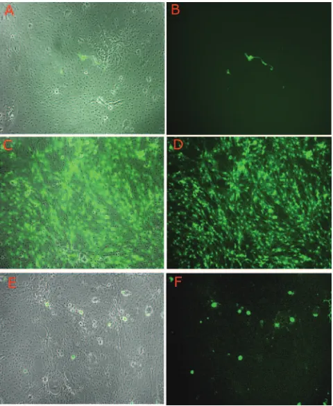 FIG. 7. Rescue of d109 genomes as a function of time, the presence of ICP0, and cell type