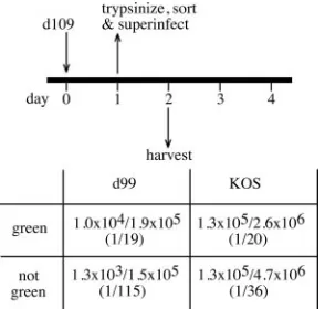 FIG. 8. Rescue of d109 from green and white infected cells. Verocells were infected with d109, trypsinized, and sorted with respect to