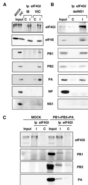 FIG. 2. Inﬂuenza virus polymerase subunits associate with transla-tion initiation complexes