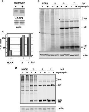 FIG. 3. Inﬂuenza virus infection progresses efﬁciently in rapamycin-treated cells. (A) HeLa cells treated with (�12 h were subjected to Western blotting against 4E-BP1 or actin